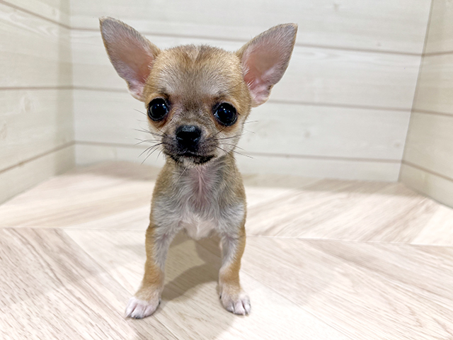 東京都のチワワ(スムース) (ペッツファースト吉祥寺本店/2025年6月2日生まれ/男の子/フォーン)の子犬