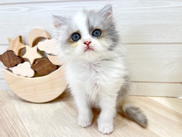 東京都のラガマフィン (ペッツファーストfor cats武蔵小山店/2025年6月3日生まれ/女の子/ダイリュートキャリコ)の子猫の1枚目の画像