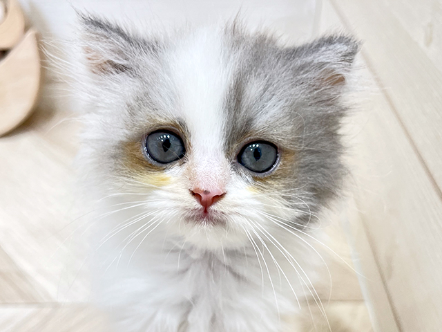 東京都のラガマフィン (ペッツファーストfor cats武蔵小山店/2025年6月3日生まれ/女の子/ダイリュートキャリコ)の子猫の3枚目の画像
