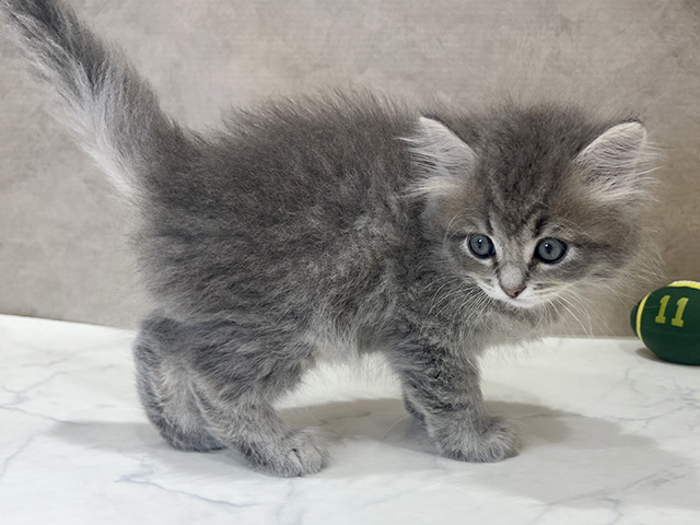 東京都のサイベリアン (ペッツファースト新宿店/2025年6月2日生まれ/男の子/ブルータビー)の子猫の2枚目の画像
