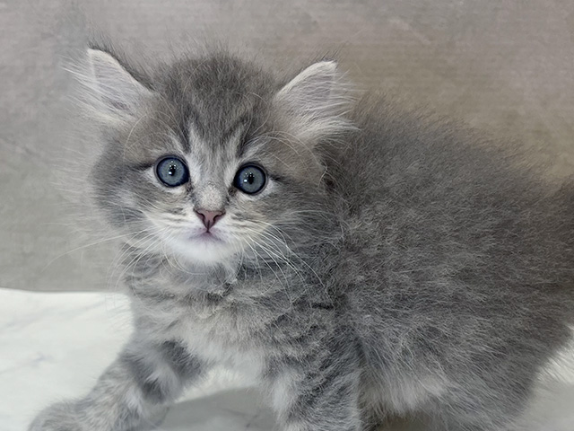 東京都のサイベリアン (ペッツファースト新宿店/2025年6月2日生まれ/男の子/ブルータビー)の子猫の3枚目の画像