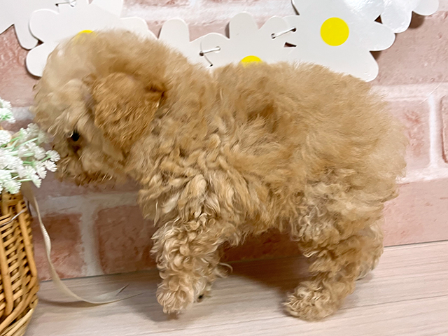 埼玉県のトイプードル(トイ) (ペッツファーストカインズ浦和美園店/2025年6月3日生まれ/男の子/クリーム)の子犬の2枚目の画像