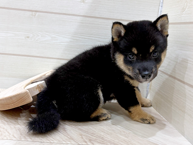 福岡県の豆柴 (ペッツファースト福岡天神店/2025年6月3日生まれ/男の子/黒)の子犬の2枚目の画像