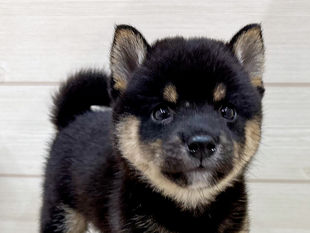 福岡県の豆柴 (ペッツファースト福岡天神店/2025年6月3日生まれ/男の子/黒)の子犬の3枚目の画像