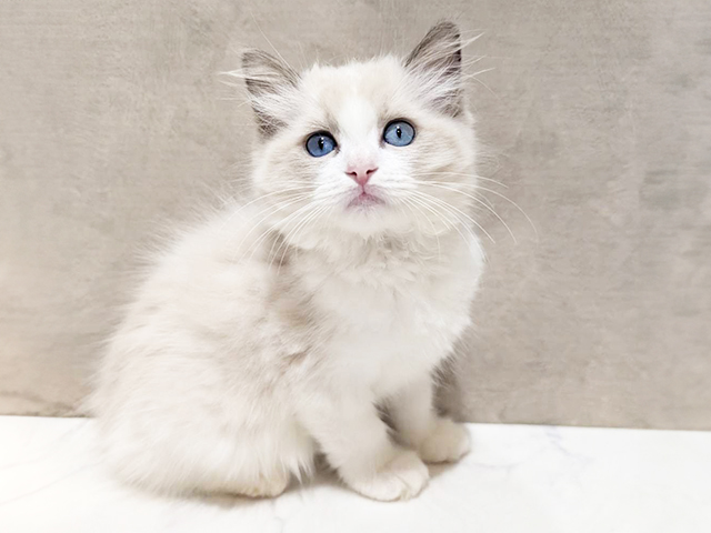 東京都のラグドール (ペッツファースト中野店/2025年6月3日生まれ/女の子/ブルーポイントバイカラー)の子猫の2枚目の画像