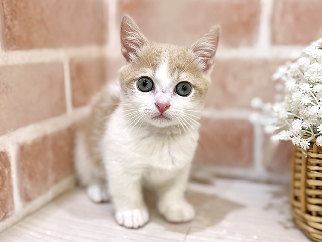 神奈川県のマンチカン (ペッツファーストfor cats横浜元町店/2025年5月29日生まれ/男の子/クリームホワイト)の子猫