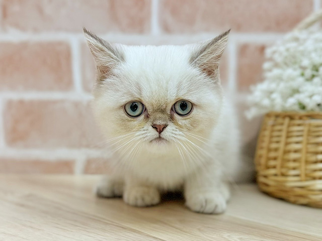 東京都のエキゾチック (ペッツファーストfor cats武蔵小山店/2025年5月27日生まれ/女の子/シールリンクスポイント)の子猫の1枚目の画像