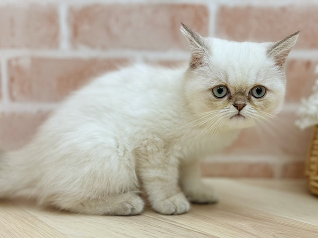 東京都のエキゾチック (ペッツファーストfor cats武蔵小山店/2025年5月27日生まれ/女の子/シールリンクスポイント)の子猫の2枚目の画像