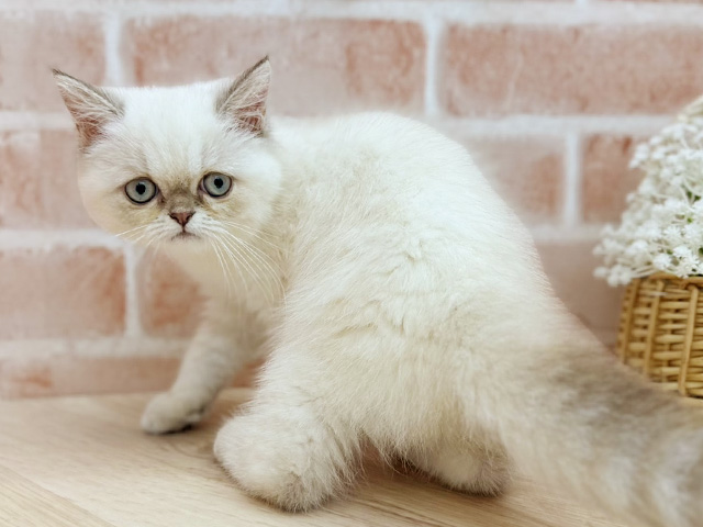 東京都のエキゾチック (ペッツファーストfor cats武蔵小山店/2025年5月27日生まれ/女の子/シールリンクスポイント)の子猫の3枚目の画像