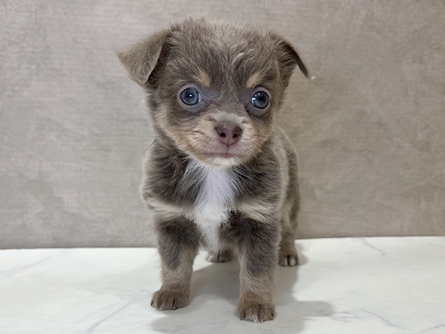 東京都のチワワ(ロング) (ペッツファースト新宿店/2025年6月4日生まれ/女の子/イザベラタン)の子犬の1枚目の画像