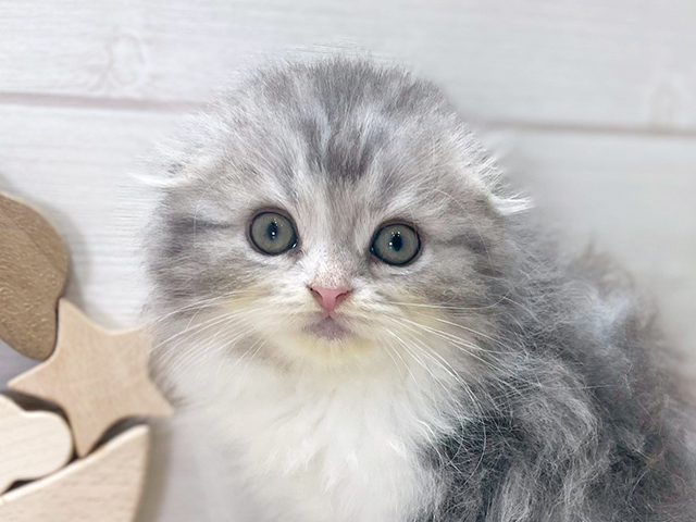 大阪府のスコティッシュフォールド (ペッツファースト梅田店/2025年6月4日生まれ/男の子/ブルーシルバータビーホワイト)の子猫の3枚目の画像