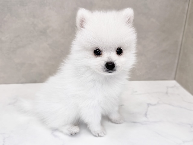 埼玉県のハーフ犬・ミックス犬 (ペッツファーストPETEMOレイクタウンmori店/2025年6月4日生まれ/男の子/ホワイト)の子犬の2枚目の画像