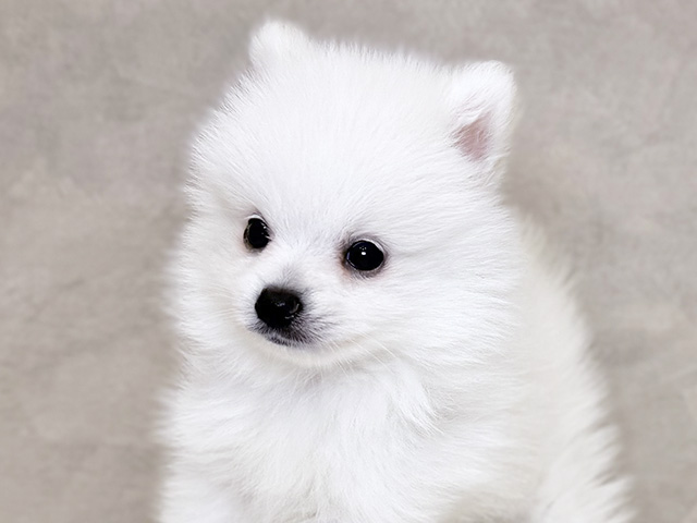 埼玉県のハーフ犬・ミックス犬 (ペッツファーストPETEMOレイクタウンmori店/2025年6月4日生まれ/男の子/ホワイト)の子犬の3枚目の画像