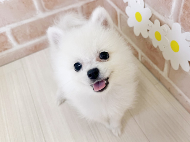 鹿児島県のハーフ犬・ミックス犬 (ペッツファースト鹿児島店/2025年6月4日生まれ/女の子/ホワイト)の子犬の1枚目の画像