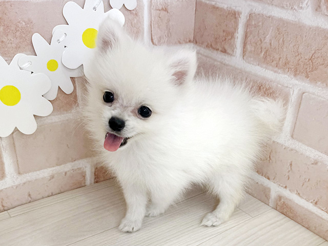 鹿児島県のハーフ犬・ミックス犬 (ペッツファースト鹿児島店/2025年6月4日生まれ/女の子/ホワイト)の子犬の2枚目の画像
