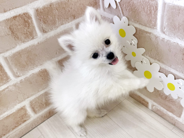鹿児島県のハーフ犬・ミックス犬 (ペッツファースト鹿児島店/2025年6月4日生まれ/女の子/ホワイト)の子犬の3枚目の画像