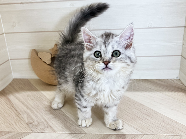鳥取県のサイベリアン (ペッツファースト日吉津店/2025年5月30日生まれ/女の子/シルバータビー)の子猫の1枚目の画像