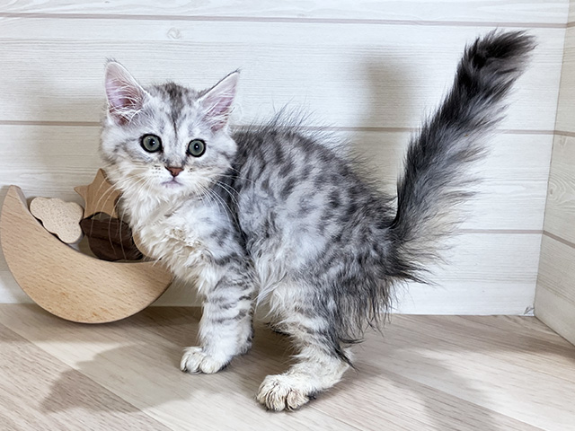 鳥取県のサイベリアン (ペッツファースト日吉津店/2025年5月30日生まれ/女の子/シルバータビー)の子猫の2枚目の画像