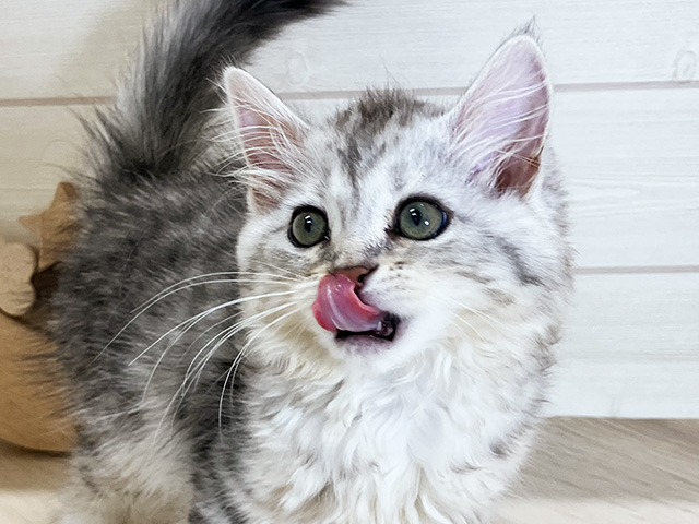 鳥取県のサイベリアン (ペッツファースト日吉津店/2025年5月30日生まれ/女の子/シルバータビー)の子猫の3枚目の画像