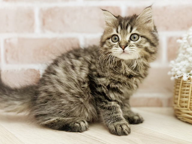 東京都のサイベリアン (ペッツファーストfor cats武蔵小山店/2025年5月30日生まれ/男の子/ブラウンタビー)の子猫の2枚目の画像