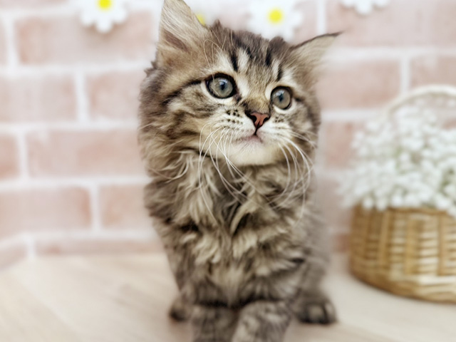 東京都のサイベリアン (ペッツファーストfor cats武蔵小山店/2025年5月30日生まれ/男の子/ブラウンタビー)の子猫の3枚目の画像