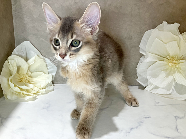 茨城県のソマリ (ペッツファースト土浦店/2025年6月5日生まれ/男の子/ブルー)の子猫