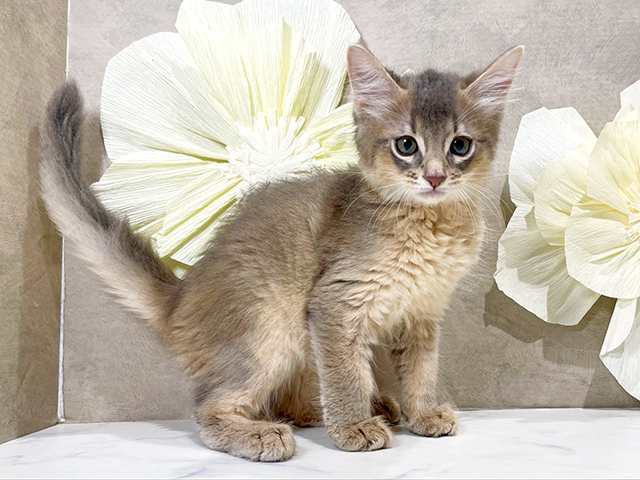 東京都のソマリ (ペッツファースト原宿店/2025年6月5日生まれ/男の子/ブルー)の子猫の2枚目の画像