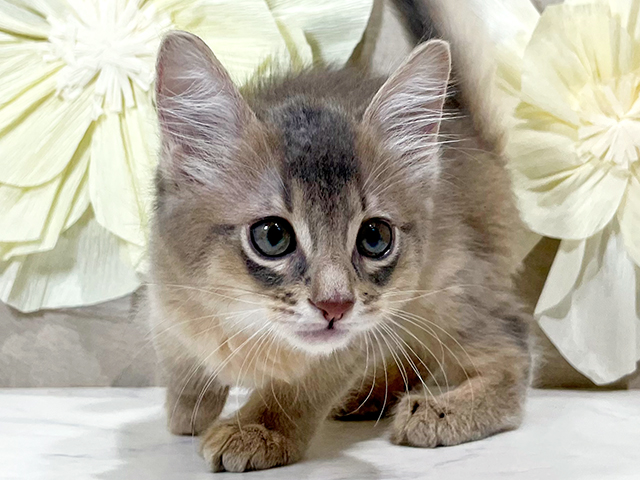 東京都のソマリ (ペッツファースト原宿店/2025年6月5日生まれ/男の子/ブルー)の子猫の3枚目の画像