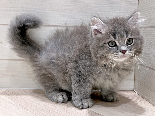 東京都のサイベリアン (ペッツファースト豊洲店/2025年6月3日生まれ/男の子/ブルータビー)の子猫の1枚目の画像
