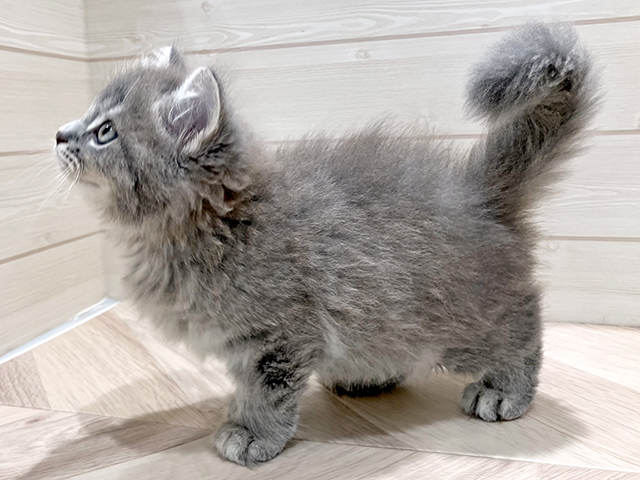 東京都のサイベリアン (ペッツファースト豊洲店/2025年6月3日生まれ/男の子/ブルータビー)の子猫の2枚目の画像