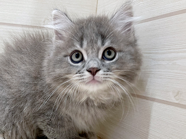 東京都のサイベリアン (ペッツファースト豊洲店/2025年6月3日生まれ/男の子/ブルータビー)の子猫の3枚目の画像