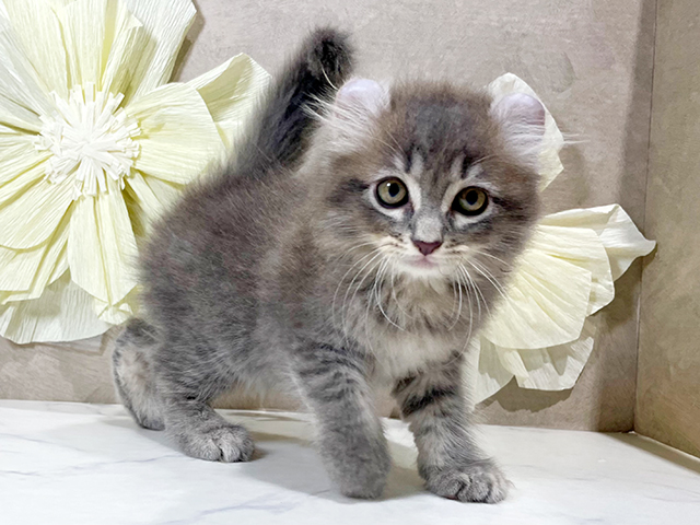 東京都のアメリカンカール (ペッツファースト原宿店/2025年6月3日生まれ/男の子/ブルータビー)の子猫の2枚目の画像