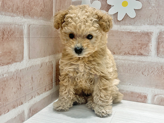 トイプードル