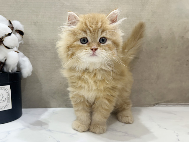 大阪府のラガマフィン (ペッツファースト茶屋町店/2025年6月5日生まれ/男の子/レッドタビー)の子猫の1枚目の画像