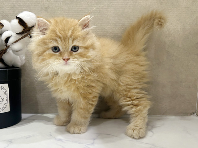 大阪府のラガマフィン (ペッツファースト茶屋町店/2025年6月5日生まれ/男の子/レッドタビー)の子猫の2枚目の画像