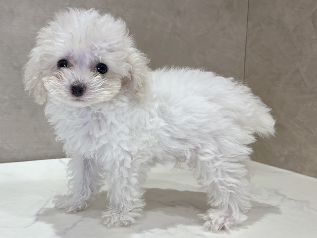東京都のティーカッププードル (ペッツファースト新宿店/2025年6月2日生まれ/男の子/ホワイト)の子犬の2枚目の画像