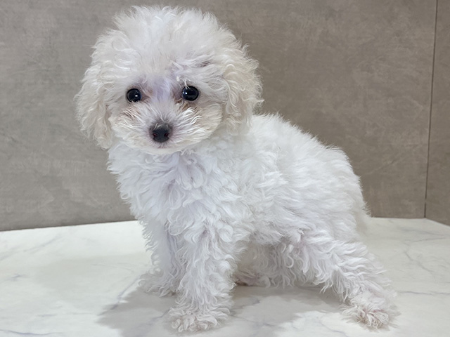 東京都のティーカッププードル (ペッツファースト新宿店/2025年6月2日生まれ/男の子/ホワイト)の子犬の3枚目の画像