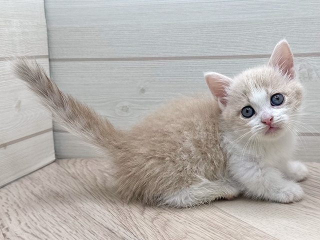 東京都のマンチカン (ペッツファースト渋谷店/2025年6月6日生まれ/男の子/クリームタビーホワイト)の子猫の2枚目の画像