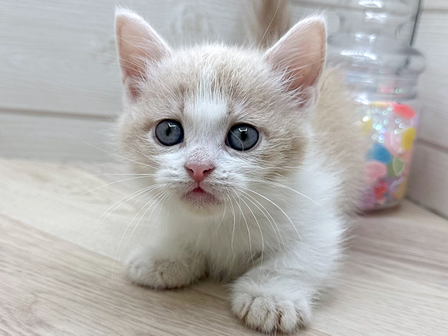 東京都のマンチカン (ペッツファースト渋谷店/2025年6月6日生まれ/男の子/クリームタビーホワイト)の子猫の3枚目の画像