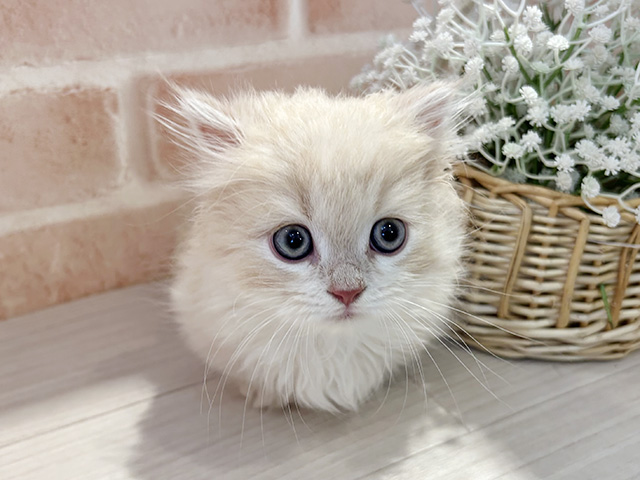 東京都のマンチカン (ペッツファースト町田店/2025年6月6日生まれ/男の子/クリームタビーホワイト)の子猫