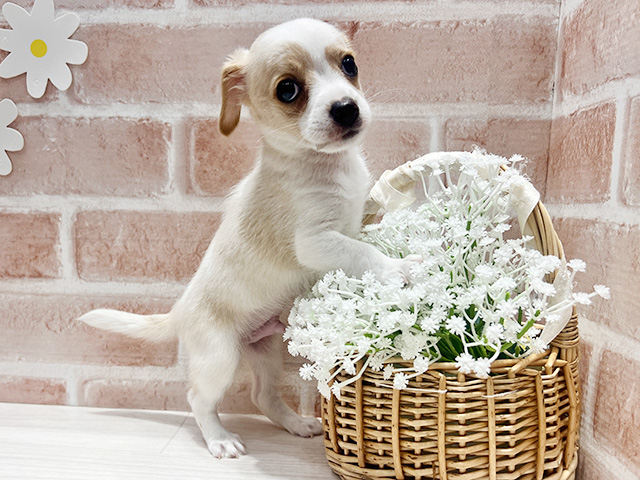 福岡県のハーフ犬・ミックス犬 (ペッツファースト筑紫野店/2025年6月6日生まれ/男の子/レモンホワイト)の子犬の3枚目の画像