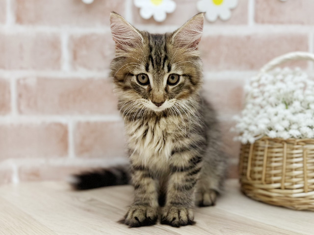 東京都のノルウェージャンフォレストキャット (ペッツファーストfor cats武蔵小山店/2025年5月31日生まれ/男の子/ブラウンマッカレルタビー)の子猫の1枚目の画像