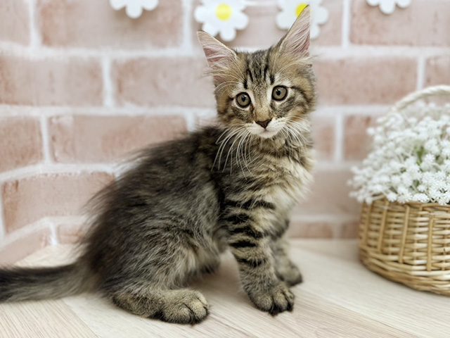 東京都のノルウェージャンフォレストキャット (ペッツファーストfor cats武蔵小山店/2025年5月31日生まれ/男の子/ブラウンマッカレルタビー)の子猫の2枚目の画像
