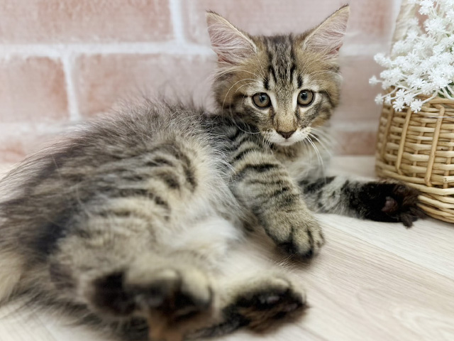 東京都のノルウェージャンフォレストキャット (ペッツファーストfor cats武蔵小山店/2025年5月31日生まれ/男の子/ブラウンマッカレルタビー)の子猫の3枚目の画像