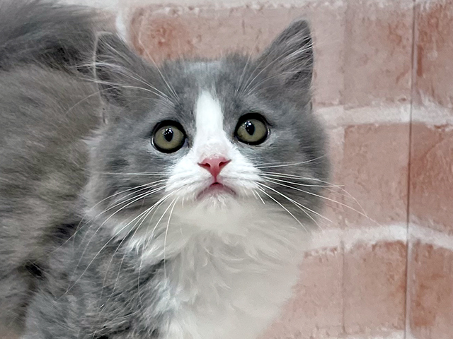 神奈川県のスコティッシュフォールド (ペッツファーストfor cats横浜元町店/2025年6月3日生まれ/女の子/ブルーホワイト)の子猫の3枚目の画像