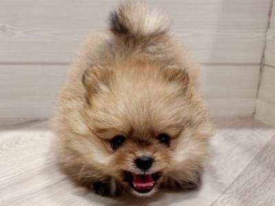 東京都のポメラニアン (ペッツファースト豊洲店/2025年4月23日生まれ/女の子/オレンジ)の子犬の3枚目の画像