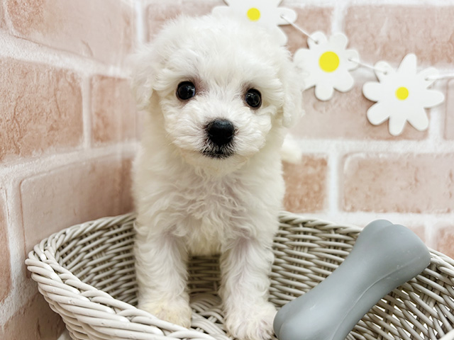 東京都のビションフリーゼ (ペッツファーストお台場店/2025年6月9日生まれ/女の子/ホワイト)の子犬の3枚目の画像