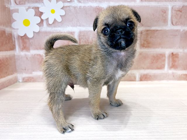 福岡県のハーフ犬・ミックス犬 (ペッツファースト筑紫野店/2025年6月5日生まれ/男の子/フォーン)の子犬の2枚目の画像
