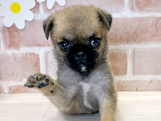 福岡県のハーフ犬・ミックス犬 (ペッツファースト筑紫野店/2025年6月5日生まれ/男の子/フォーン)の子犬の3枚目の画像