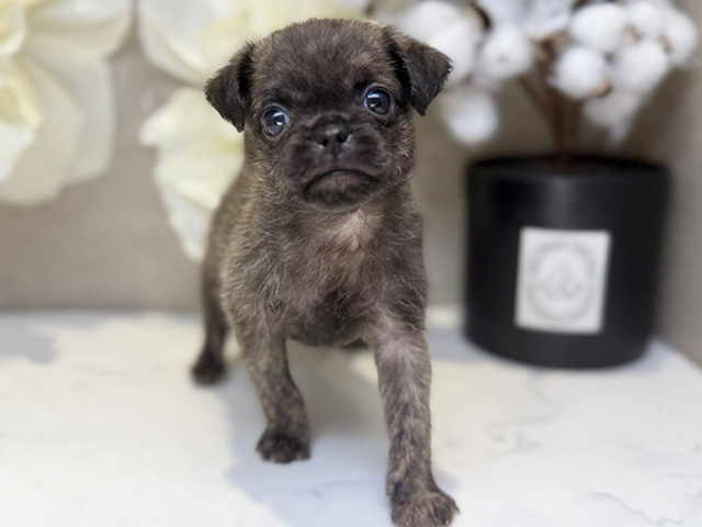 埼玉県のハーフ犬・ミックス犬 (ペッツファースト川口店/2025年6月5日生まれ/男の子/フォーン)の子犬の1枚目の画像
